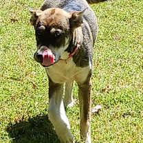 adopt-pet