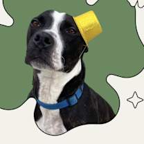 Thumbnail photo of Zeus #2