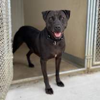 Thumbnail photo of Joker #2