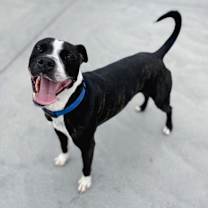 Thumbnail photo of Zeus #3