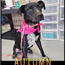 Thumbnail photo of Autumn aka Misty #3