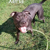 Thumbnail photo of Xena #1