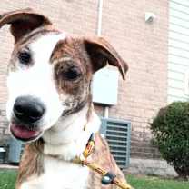 Thumbnail photo of Shuri #1