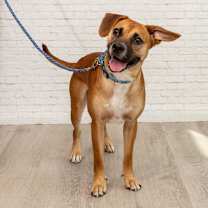 Thumbnail photo of Canelo #2