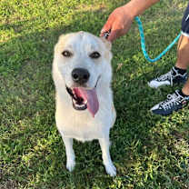 Thumbnail photo of Tobi #2