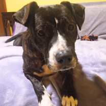 Thumbnail photo of Bolo #2