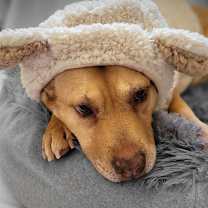 Thumbnail photo of Lois #3