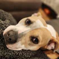 Thumbnail photo of Roxie #3