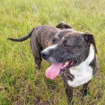 Thumbnail photo of Bolo #3