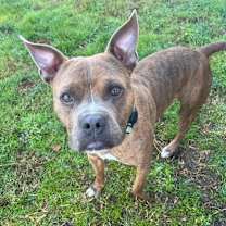 Thumbnail photo of Buster #1