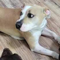 Thumbnail photo of Roxie #4