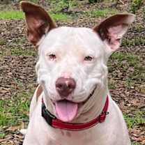 Thumbnail photo of Sassafras #1