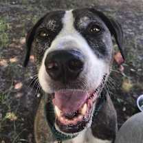 Thumbnail photo of Kora #2