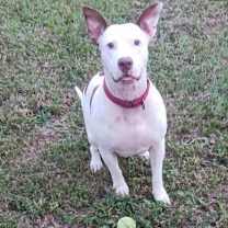 Thumbnail photo of Sassafras #2