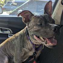 Thumbnail photo of Brodie #4