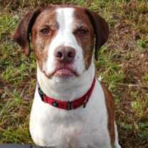 Thumbnail photo of Rockett #4