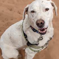 Thumbnail photo of Woody #4