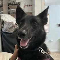 Thumbnail photo of Mowgli #2