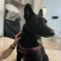 Thumbnail photo of Mowgli #3