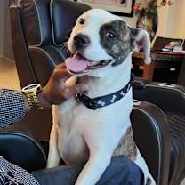 adopt-pet