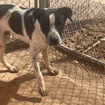 adopt-pet