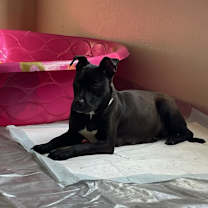 adopt-pet