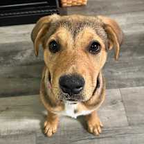 adopt-pet