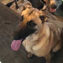adopt-pet