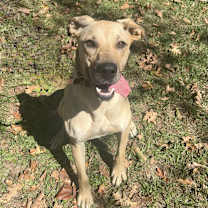 Thumbnail photo of Dixie #1