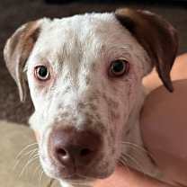 adopt-pet
