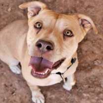 adopt-pet