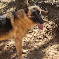 Thumbnail photo of Aries #2