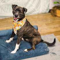 Thumbnail photo of Barley (Sponsored) #1