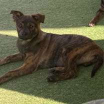 adopt-pet