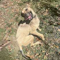 Thumbnail photo of Dixie #2