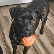 adopt-pet