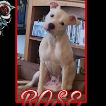 adopt-pet