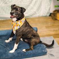 Thumbnail photo of Barley (Sponsored) #2