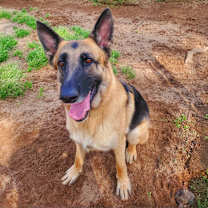 Thumbnail photo of Aries #3