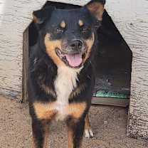 adopt-pet