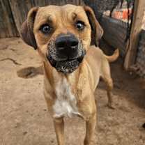 adopt-pet