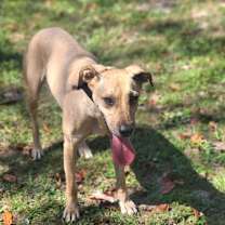 Thumbnail photo of Dixie #3