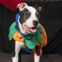 Thumbnail photo of Gerald ($0 June Adoption Promo) #2