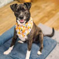 Thumbnail photo of Barley (Sponsored) #3
