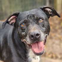 Thumbnail photo of Rocky #1