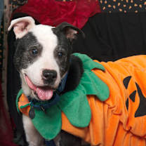 Thumbnail photo of Gerald ($0 June Adoption Promo) #3