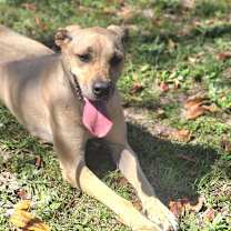 Thumbnail photo of Dixie #4