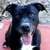 Thumbnail photo of Rocky #2