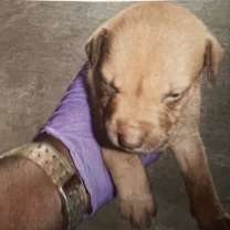 Thumbnail photo of Nadia AKA Daisy #2