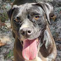 Thumbnail photo of Tyson (Mike) #1